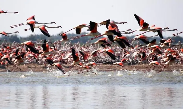 Serena 2-8 * 리도 디 폼포사