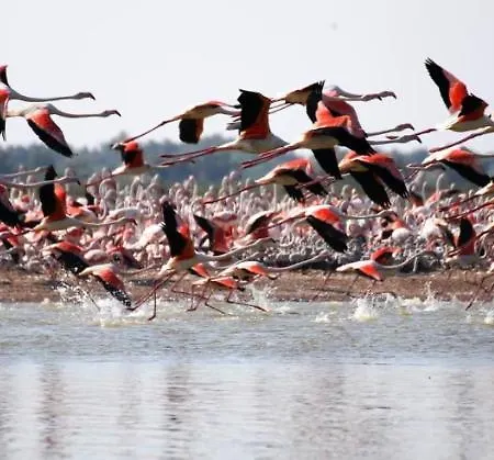 Serena 2-8 * Lido di Pomposa